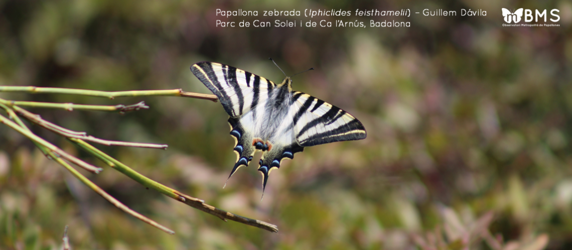 Diapositiva6